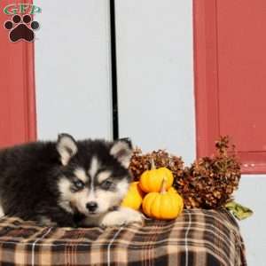 Landry, Pomsky Puppy